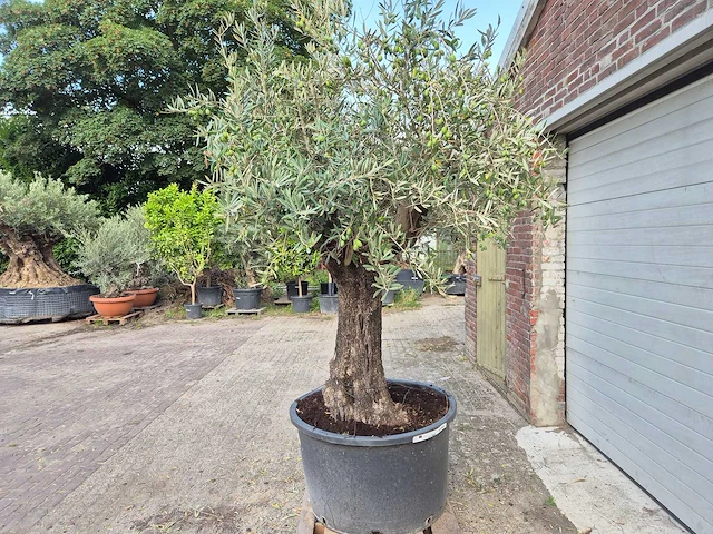 Olijfboom old trunk - olea europaea - 75 jaar oud - hoogte ca. 250 cm - afbeelding 4 van  6