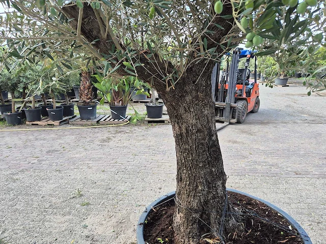 Olijfboom old trunk - olea europaea - 75 jaar oud - hoogte ca. 250 cm - afbeelding 5 van  6