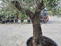 Olijfboom old trunk - olea europaea - 75 jaar oud - hoogte ca. 250 cm - afbeelding 5 van  6