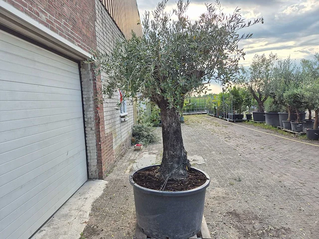 Olijfboom old trunk - olea europaea - 75 jaar oud - hoogte ca. 250 cm - afbeelding 6 van  6