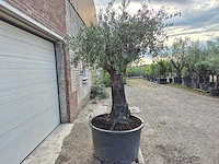 Olijfboom old trunk - olea europaea - 75 jaar oud - hoogte ca. 250 cm - afbeelding 6 van  6