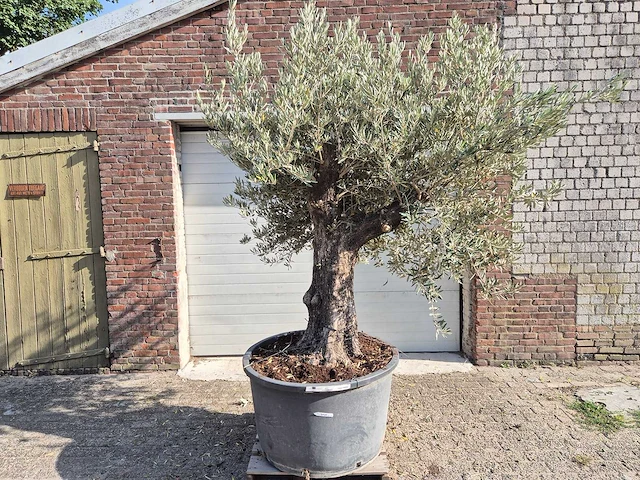 Olijfboom old trunk - olea europaea - 75 jaar oud - hoogte ca. 250 cm - afbeelding 1 van  6