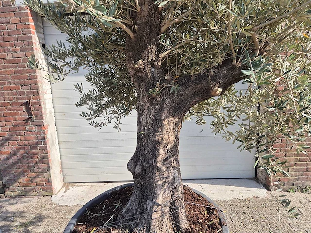 Olijfboom old trunk - olea europaea - 75 jaar oud - hoogte ca. 250 cm - afbeelding 2 van  6