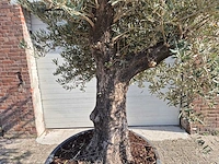 Olijfboom old trunk - olea europaea - 75 jaar oud - hoogte ca. 250 cm - afbeelding 2 van  6