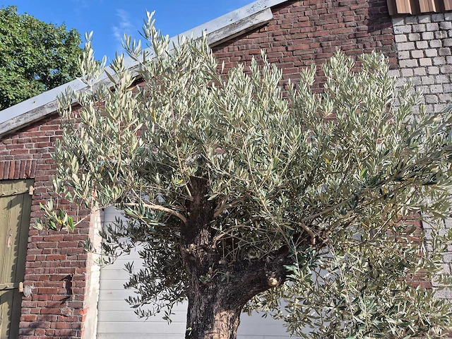 Olijfboom old trunk - olea europaea - 75 jaar oud - hoogte ca. 250 cm - afbeelding 3 van  6