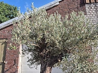 Olijfboom old trunk - olea europaea - 75 jaar oud - hoogte ca. 250 cm - afbeelding 3 van  6