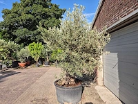 Olijfboom old trunk - olea europaea - 75 jaar oud - hoogte ca. 250 cm - afbeelding 4 van  6