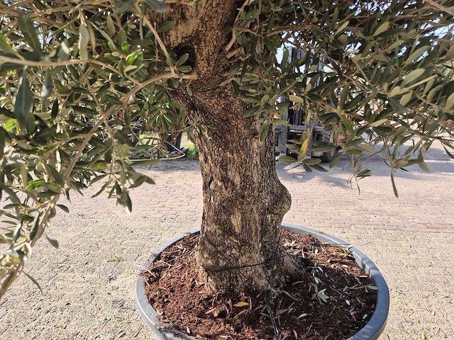 Olijfboom old trunk - olea europaea - 75 jaar oud - hoogte ca. 250 cm - afbeelding 5 van  6