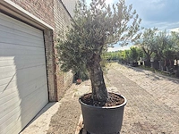 Olijfboom old trunk - olea europaea - 75 jaar oud - hoogte ca. 250 cm - afbeelding 6 van  6