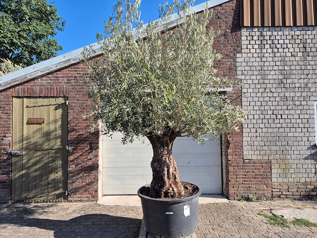 Olijfboom old trunk - olea europaea - 75 jaar oud - hoogte ca. 250 cm - afbeelding 1 van  6