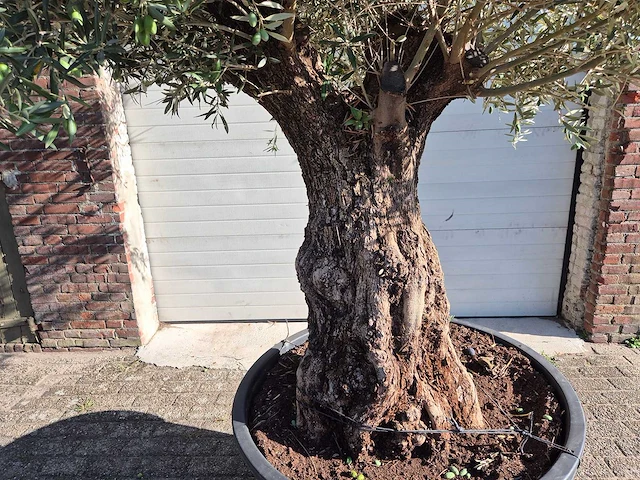 Olijfboom old trunk - olea europaea - 75 jaar oud - hoogte ca. 250 cm - afbeelding 2 van  6
