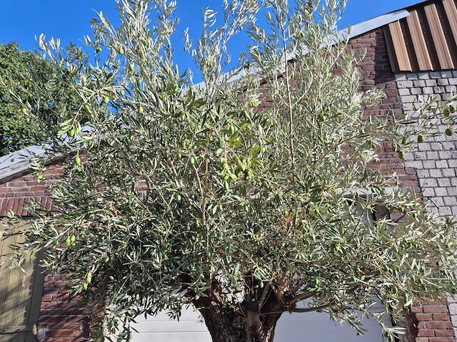 Olijfboom old trunk - olea europaea - 75 jaar oud - hoogte ca. 250 cm - afbeelding 3 van  6
