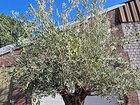 Olijfboom old trunk - olea europaea - 75 jaar oud - hoogte ca. 250 cm - afbeelding 3 van  6