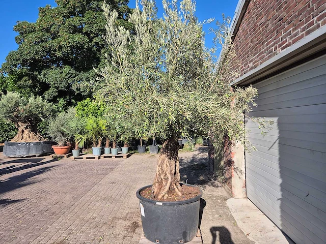 Olijfboom old trunk - olea europaea - 75 jaar oud - hoogte ca. 250 cm - afbeelding 4 van  6