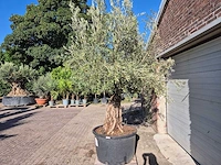 Olijfboom old trunk - olea europaea - 75 jaar oud - hoogte ca. 250 cm - afbeelding 4 van  6