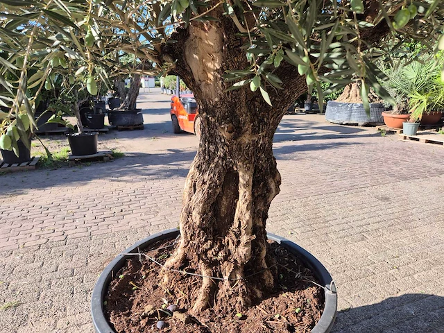 Olijfboom old trunk - olea europaea - 75 jaar oud - hoogte ca. 250 cm - afbeelding 5 van  6