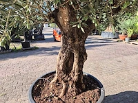 Olijfboom old trunk - olea europaea - 75 jaar oud - hoogte ca. 250 cm - afbeelding 5 van  6