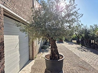 Olijfboom old trunk - olea europaea - 75 jaar oud - hoogte ca. 250 cm - afbeelding 6 van  6