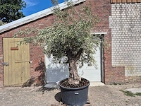 Olijfboom old trunk - olea europaea - 75 jaar oud - hoogte ca. 250 cm - afbeelding 1 van  6
