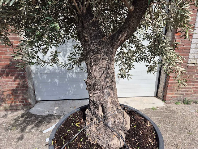 Olijfboom old trunk - olea europaea - 75 jaar oud - hoogte ca. 250 cm - afbeelding 2 van  6