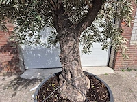 Olijfboom old trunk - olea europaea - 75 jaar oud - hoogte ca. 250 cm - afbeelding 2 van  6