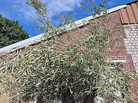 Olijfboom old trunk - olea europaea - 75 jaar oud - hoogte ca. 250 cm - afbeelding 3 van  6