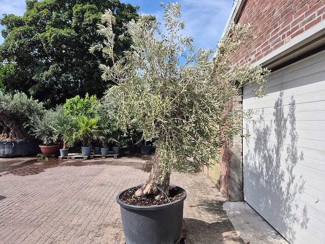Olijfboom old trunk - olea europaea - 75 jaar oud - hoogte ca. 250 cm - afbeelding 4 van  6