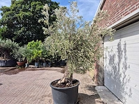 Olijfboom old trunk - olea europaea - 75 jaar oud - hoogte ca. 250 cm - afbeelding 4 van  6