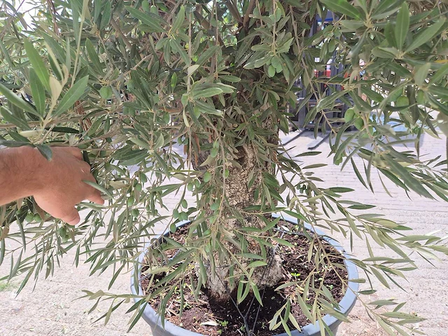 Olijfboom old trunk - olea europaea - 75 jaar oud - hoogte ca. 250 cm - afbeelding 5 van  6