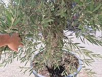 Olijfboom old trunk - olea europaea - 75 jaar oud - hoogte ca. 250 cm - afbeelding 5 van  6