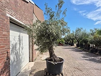 Olijfboom old trunk - olea europaea - 75 jaar oud - hoogte ca. 250 cm - afbeelding 6 van  6