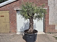 Olijfboom old trunk - olea europaea - 75 jaar oud - hoogte ca. 250 cm - afbeelding 1 van  6