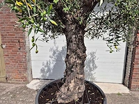 Olijfboom old trunk - olea europaea - 75 jaar oud - hoogte ca. 250 cm - afbeelding 2 van  6