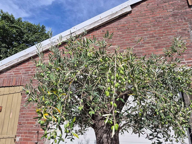 Olijfboom old trunk - olea europaea - 75 jaar oud - hoogte ca. 250 cm - afbeelding 3 van  6