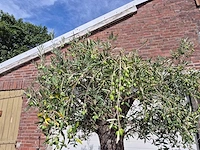 Olijfboom old trunk - olea europaea - 75 jaar oud - hoogte ca. 250 cm - afbeelding 3 van  6