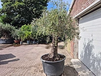 Olijfboom old trunk - olea europaea - 75 jaar oud - hoogte ca. 250 cm - afbeelding 4 van  6