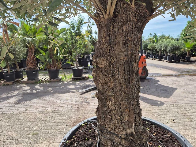 Olijfboom old trunk - olea europaea - 75 jaar oud - hoogte ca. 250 cm - afbeelding 5 van  6