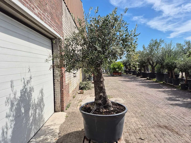Olijfboom old trunk - olea europaea - 75 jaar oud - hoogte ca. 250 cm - afbeelding 6 van  6