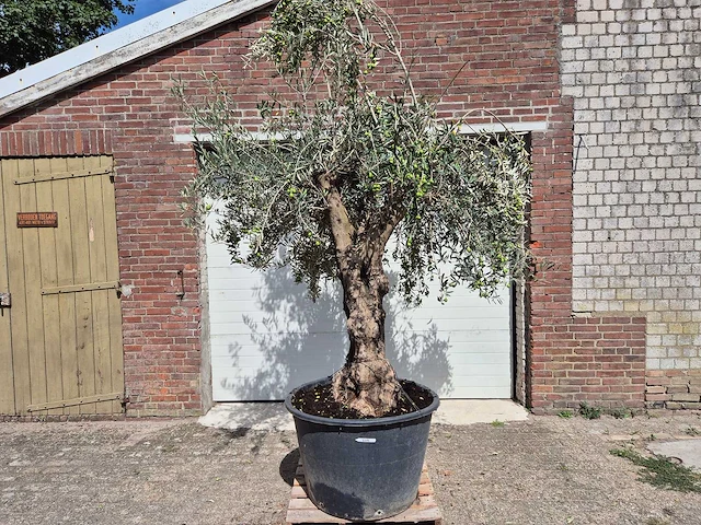 Olijfboom old trunk - olea europaea - 75 jaar oud - hoogte ca. 250 cm - afbeelding 1 van  7