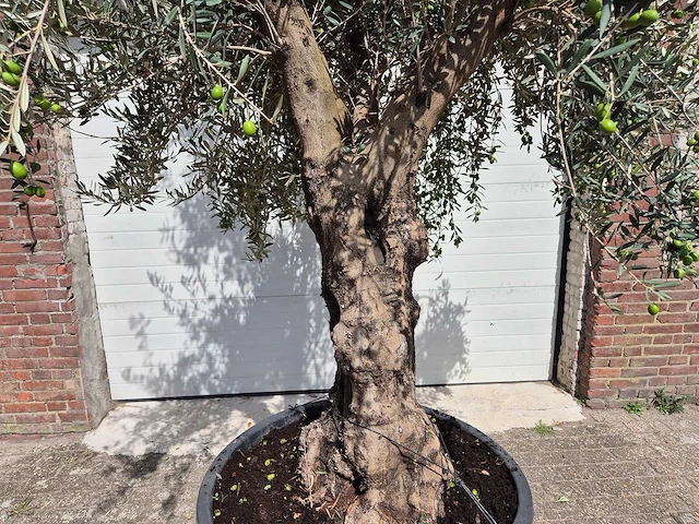 Olijfboom old trunk - olea europaea - 75 jaar oud - hoogte ca. 250 cm - afbeelding 2 van  7