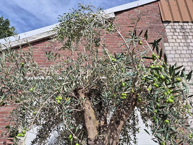 Olijfboom old trunk - olea europaea - 75 jaar oud - hoogte ca. 250 cm - afbeelding 3 van  7