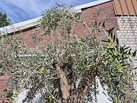 Olijfboom old trunk - olea europaea - 75 jaar oud - hoogte ca. 250 cm - afbeelding 3 van  7