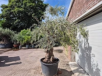 Olijfboom old trunk - olea europaea - 75 jaar oud - hoogte ca. 250 cm - afbeelding 4 van  7