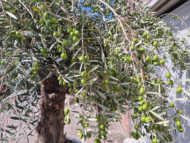 Olijfboom old trunk - olea europaea - 75 jaar oud - hoogte ca. 250 cm - afbeelding 5 van  7