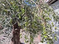 Olijfboom old trunk - olea europaea - 75 jaar oud - hoogte ca. 250 cm - afbeelding 5 van  7