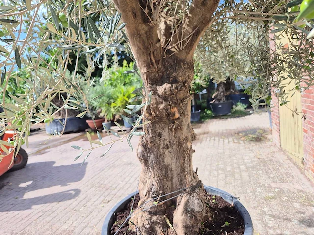 Olijfboom old trunk - olea europaea - 75 jaar oud - hoogte ca. 250 cm - afbeelding 6 van  7