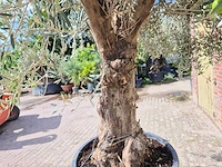 Olijfboom old trunk - olea europaea - 75 jaar oud - hoogte ca. 250 cm - afbeelding 6 van  7