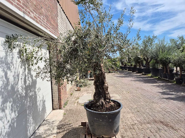 Olijfboom old trunk - olea europaea - 75 jaar oud - hoogte ca. 250 cm - afbeelding 7 van  7