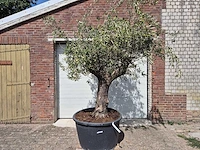 Olijfboom old trunk - olea europaea - 75 jaar oud - hoogte ca. 250 cm - afbeelding 1 van  7
