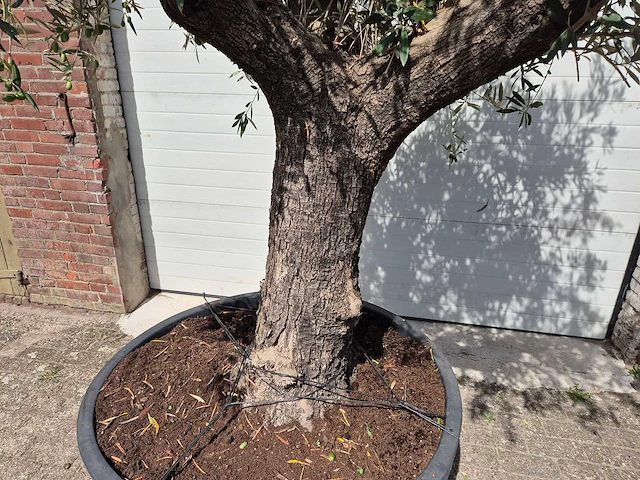 Olijfboom old trunk - olea europaea - 75 jaar oud - hoogte ca. 250 cm - afbeelding 2 van  7